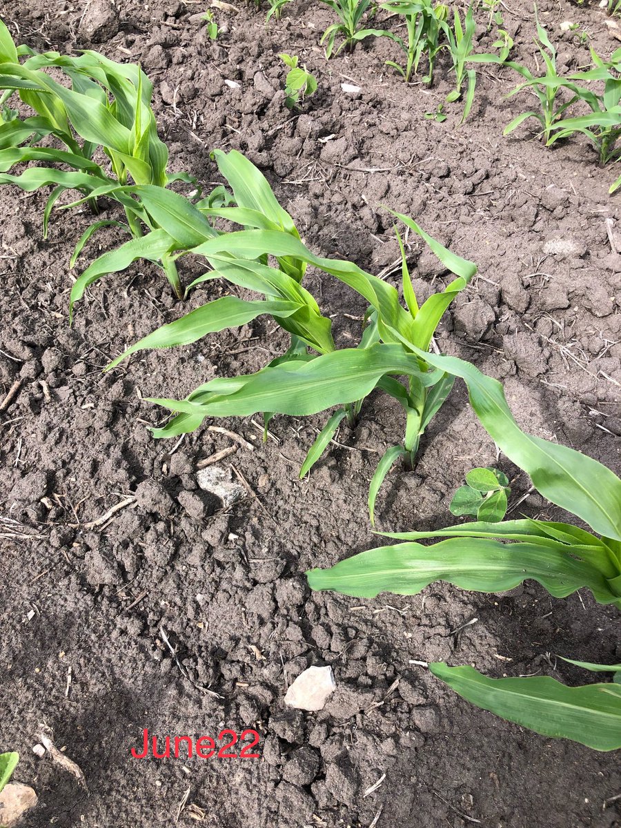 CustomAgIntel's tweet photo. June 22 vs this morning. Corn looking decent all things considered. #Manitoba #CAIprotocol #addingrealvalue #buildingbushels #weknowourcrop #keepthepixcoming.. https://t.co/Ly0Pd5ig4r
