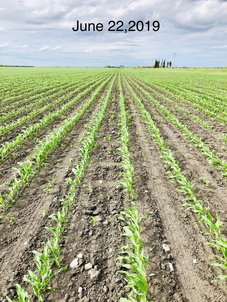 CustomAgIntel's tweet photo. June 22 vs this morning. Corn looking decent all things considered. #Manitoba #CAIprotocol #addingrealvalue #buildingbushels #weknowourcrop #keepthepixcoming.. https://t.co/Ly0Pd5ig4r