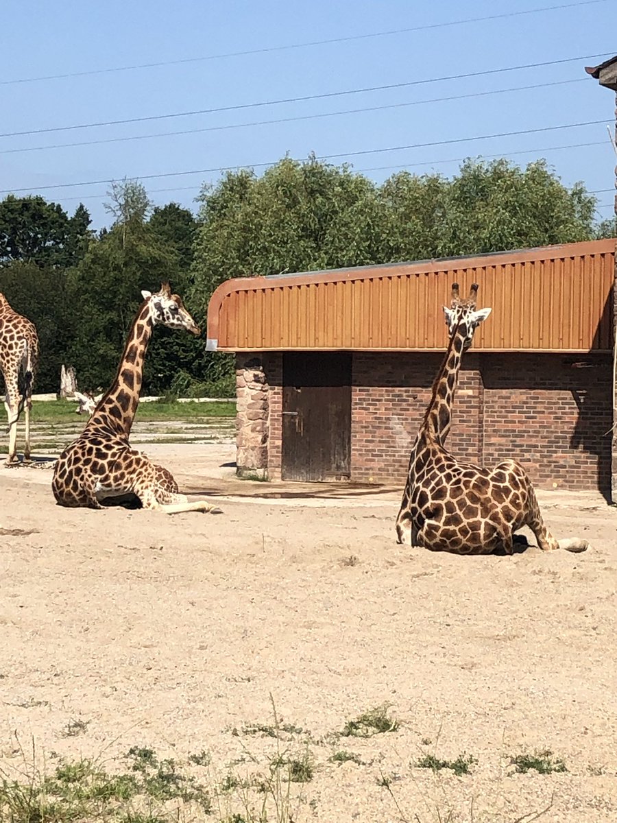 ButtonLane_'s tweet image. Fun in the sun at Chester Zoo, an amazing day out.
#3kb @LearnatCZ