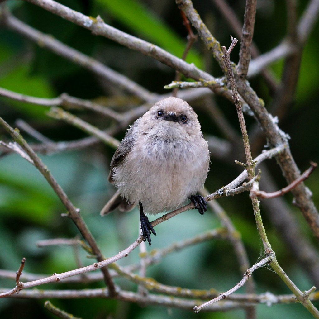 Nice to see these little Bushtits out on the west coast.