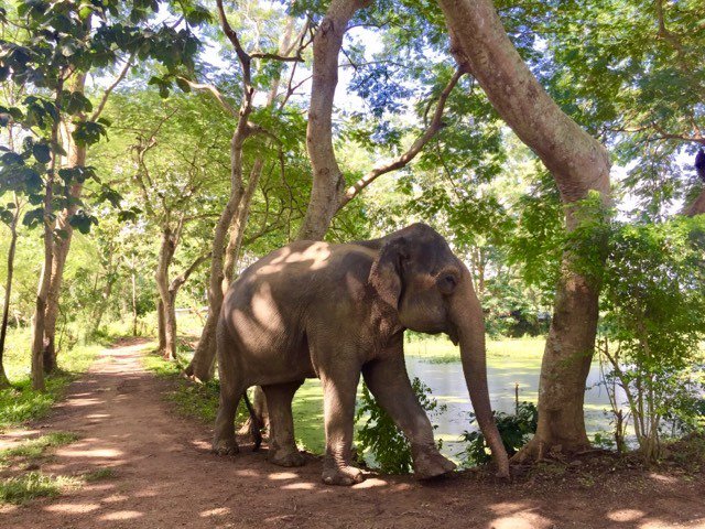 Un elefante sin sus emblemáticos colmillos de marfil es probablemente una hembra de elefante asiático.
Foto por: Mary Carmen G. Torres
#InvestigaMás #SabiasQué #DidYouKnow