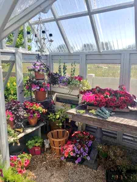 greenthumbpanda's tweet photo. My type of greenhouse. https://t.co/AO3ewDfbzI