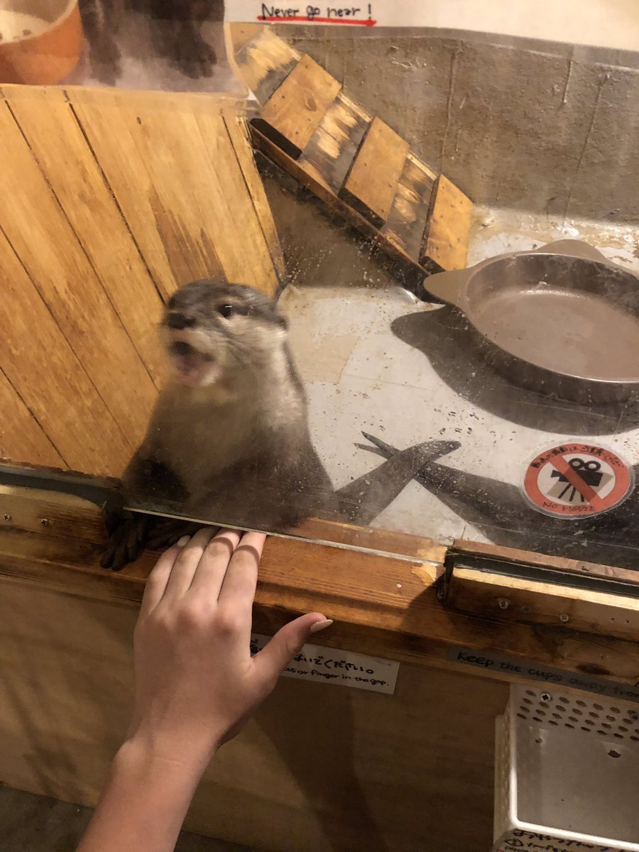 loadeddog's tweet photo. Ok, hedgehog cafe, officially passé...
A cafe where the sea otters rule, the owls 🦉 over see, the meerkat marches up &amp; down, the sugar gliders sleep, and the schnitzel schnauzer flits about seems to be a winner with the crew !
An otter may, or may not be smuggled home... https://t.co/GFpD84HqGL