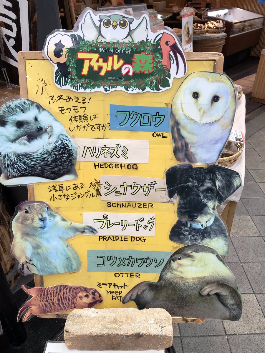 loadeddog's tweet photo. Ok, hedgehog cafe, officially passé...
A cafe where the sea otters rule, the owls 🦉 over see, the meerkat marches up &amp; down, the sugar gliders sleep, and the schnitzel schnauzer flits about seems to be a winner with the crew !
An otter may, or may not be smuggled home... https://t.co/GFpD84HqGL