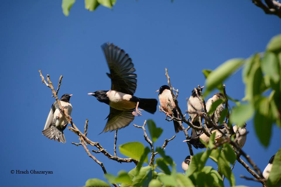 armenia_explore's tweet photo. #Rose_coloured_starling #Sturnus_roseus #birds #wildbirds #birdwatching #birding #birdwatchers #birdingphotography #birdinginarmenia #birds_of_Armenia #rare_species #wildtourism #ecotourism #wildnature #birdlovers https://t.co/GesYrvhecs