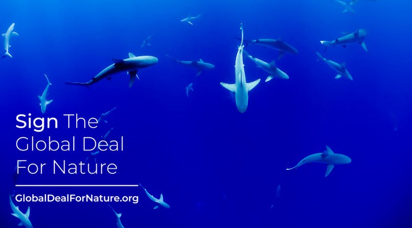kjoss_'s tweet photo. Please join me in signing the #GlobalDealForNature calling on world leaders to protect half of our lands and seas. Sign the petition at https://t.co/gdVMT4uT4Y https://t.co/K0sTNiRd4H