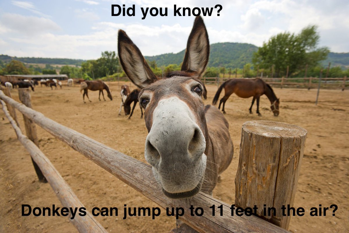 365Animal's tweet photo. Fun Animal Fact #3
#donkeys #animal #funfact #animalplanet #truth https://t.co/YbYdoHu8kI