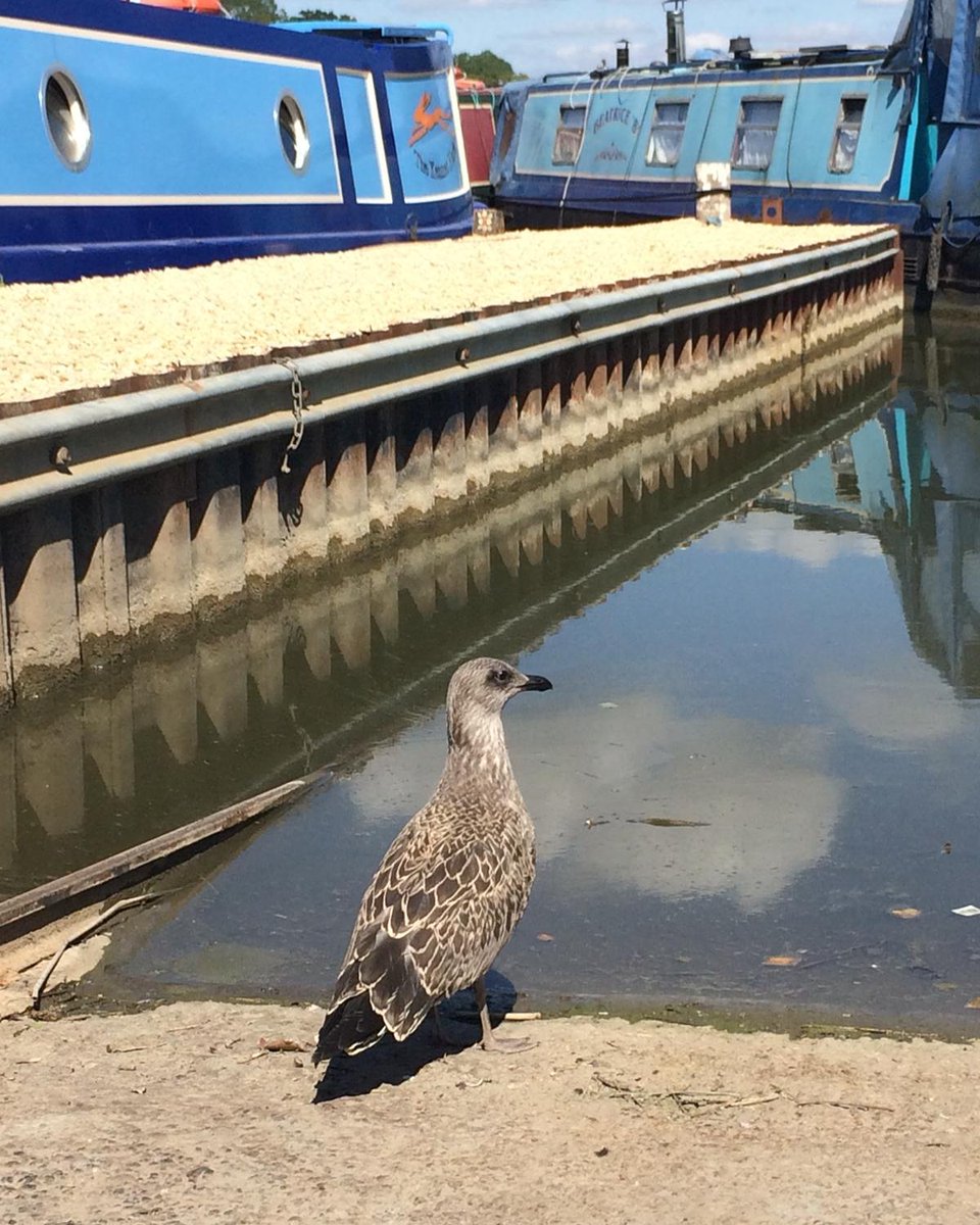 devizes_marina's tweet photo. Checking out the view! 😍 #devizesmarina https://t.co/BZ1djLpmUh