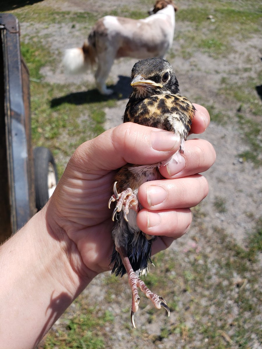 NesFarm's tweet photo. *unintentionally starts a wild bird sanctuary*
That's 2 #FledglingFails this year
Moved to a safe location where it'll be fed and cared for until ready for release
#EvilFarmers https://t.co/06usGpMFi3