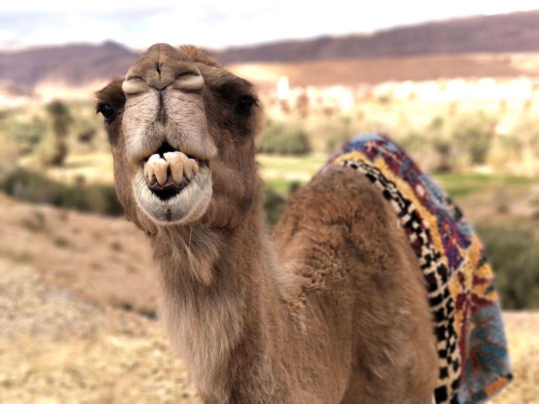OnePlus_ITA's tweet image. Pare che il nostro @giacomo.peruffo abbia trovato un nuovo amico 🐪 E tu hai già inviato la tua foto per la sfida Never Alone? Prova a vincere un OnePlus 7 Pro!
#OnePlusGoExplore onepl.us/GoExplore_tw