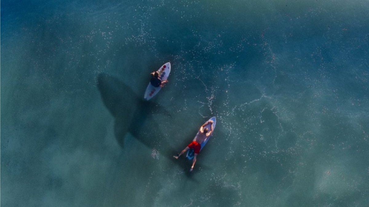 R3Innovation's tweet photo. How Many More Unicorns Will Be Shark-Bait? How Can Early Stage Companies Learn From The Past? See:  https://t.co/FcKMFQEmnp https://t.co/nqKWhfF5J3
