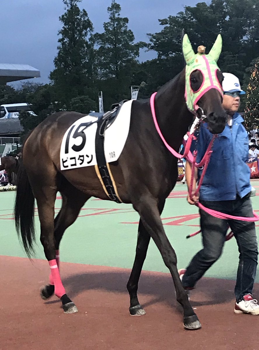 ট ইট র 堂本マヤ ピコタンていう馬が頭にハムスター乗せてるんだ 名前からして可愛いのに メンコもカメラ目線も可愛いから馬券を買った 大井競馬場 ピコタン 競走馬 馬 馬好きさんと繋がりたい 競馬