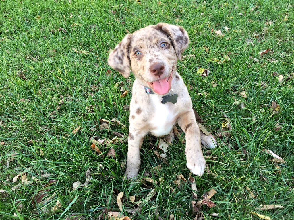 jennbrave's tweet photo. Trying to make more room on my phone but literally cannot delete pics of my Remi girl😭😍 https://t.co/ji6wVKkXef
