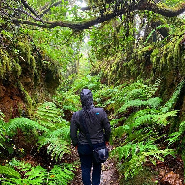 GlobalMary's tweet image. Awesome hike in the bay trees forest in #Anaga, north of #Tenerife 💚
.
.
.
.
.
#anagaforest #baytrees #laurelforest #MacizodeAnaga #teneriffa #tenerifenorth #hiking #лавровыйлес #анага #тенерифе #тенерифе2019 #placeslikethis #globalmary #femaletravel… ift.tt/2LoFr0r
