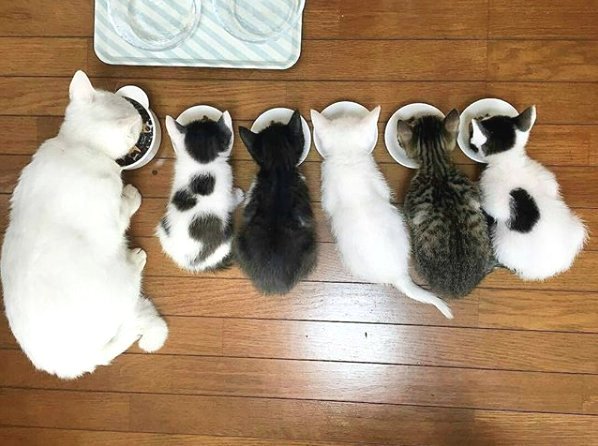 Kittenforever4's tweet photo. Sunday's family get together 😸 l Source: IG @fuku20160815 #caturday #catlove #puppylove #houseofcats #kittycat https://t.co/WPfIdDhv9e