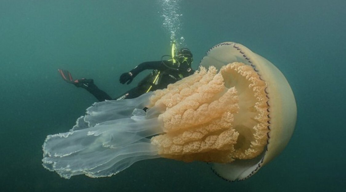 ⛵️Harry Ruff⛵️ (@harryruffell) on Twitter photo 