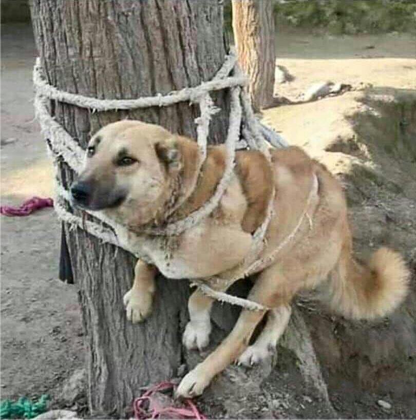 odilehenriette's tweet image. Si quelqu’un reconnaît ce chien nous saurons qui est sa bordille de maître Merci 😡😡😡😡