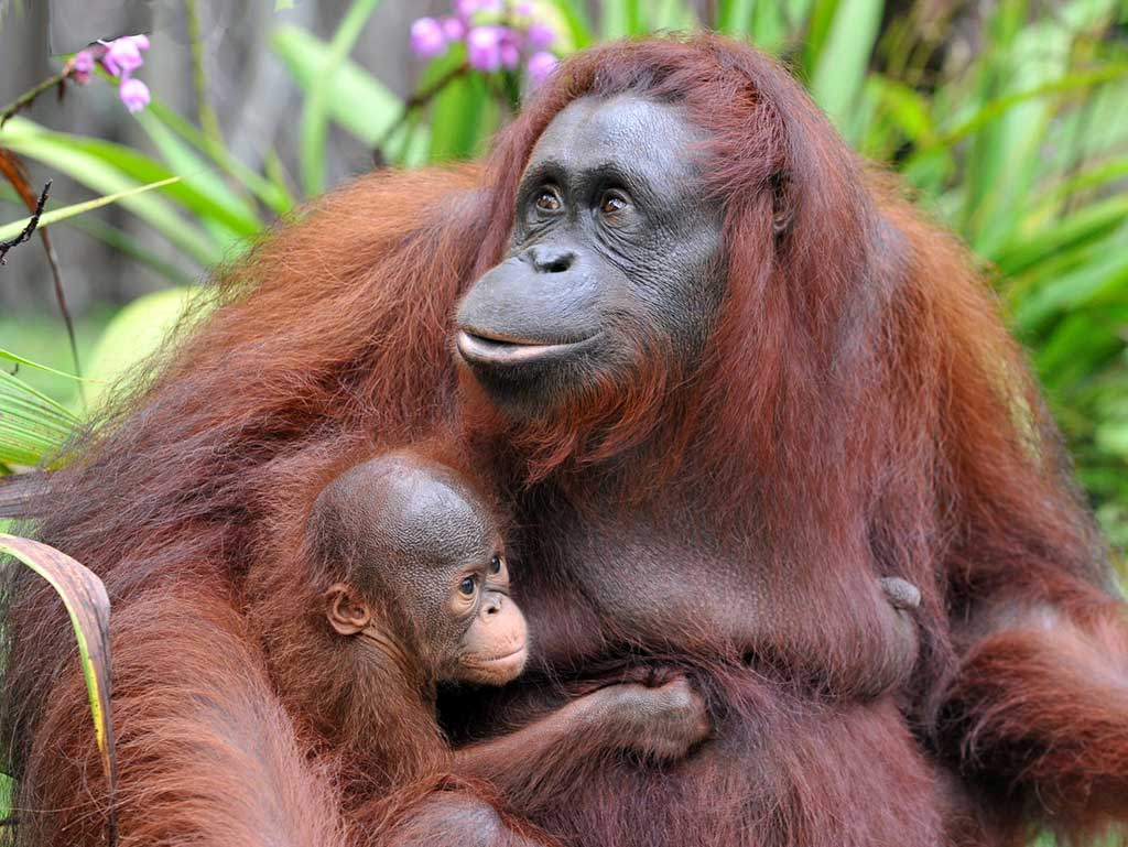 AsiaTurismo's tweet photo. Visitamos la reserva natural de Orangutanes en Borneo - Bako National Park - donde los animales viven en libertad - https://t.co/DGSUFWzTdP
#Bako #BakoNationalPark #BakoPark #Borneo #Sarawak #Malaysia https://t.co/srsvrd0QO7
