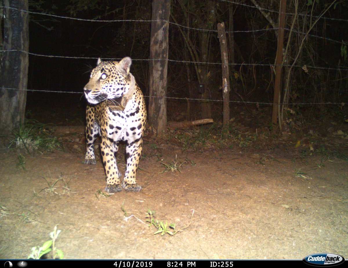 papiringocamilo's tweet image. Matilda, la más fotografiada de la #RB Sierra de #Manantlan. #ANP DE #Jalisco y ##Colima que protege más de 130 mil hectáreas de bosques y selvas y brinda agua a más de 400 mil #Mexicanos y #Mexicanas. @CONANP_mx @Conabio @SEMARNAT_mx