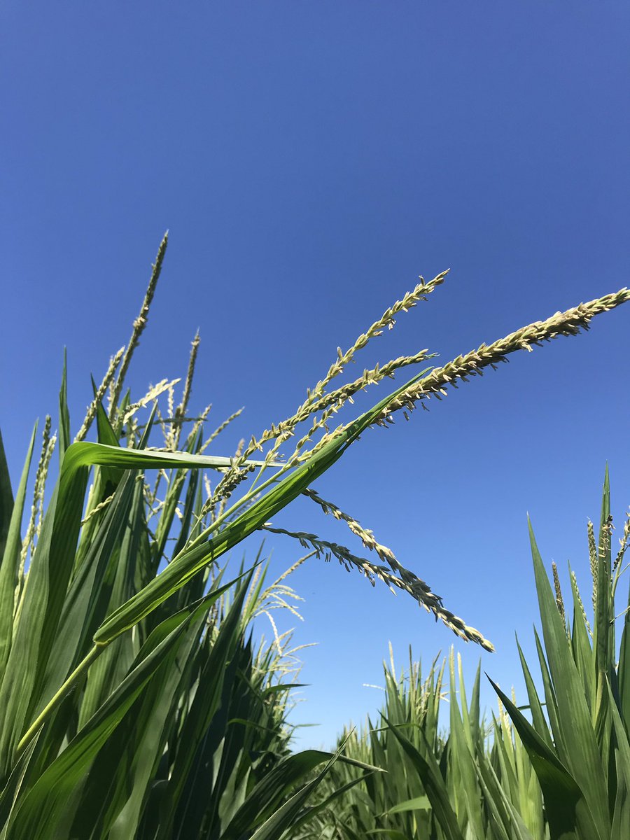JuddMaxwel's tweet photo. #MondayMotivation tasseling corn does exists in Northern IL. Saw some #physoderma developing. #scout19 https://t.co/vA2dJEo8UH