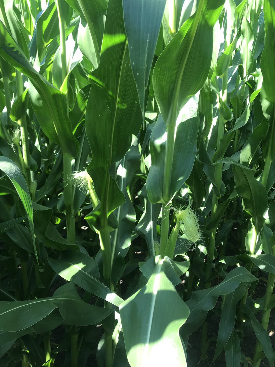 JuddMaxwel's tweet photo. #MondayMotivation tasseling corn does exists in Northern IL. Saw some #physoderma developing. #scout19 https://t.co/vA2dJEo8UH