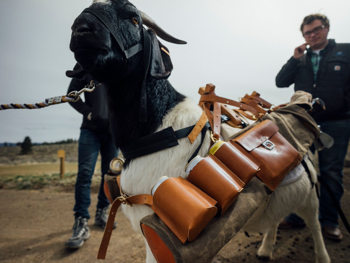 GoatCaddies's tweet photo. With goat caddies you don't have to worry about waiting for the beer cart to come around-we got your favorite brews in the bag! https://t.co/b8MzxPbZ91