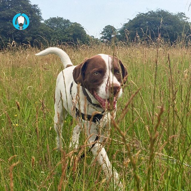 ...more long grass fun for Dermot today! 🐶🐾🌾☀️
.
#dermotthedog #dogwalks #pointersofinstagram #pointermix #rescuepop #itstheeyes #cute #handsomechap #irishdogs #irishsummer #dublin #dogsofdublin #dogs #olliespetcare