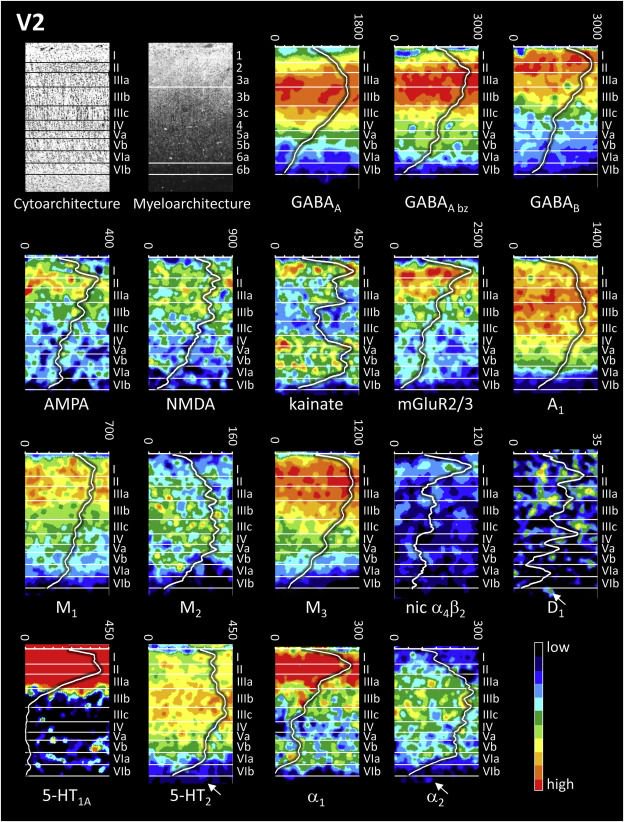 Simon Eickhoff (@inm7_isn) on Twitter photo There is (so much) more to cortical layers than you can get from even ultra-high field MRI. Here is a great overview. from Karl Zilles on the cyto-, myelo-, receptor- and synaptic architecture in human cortical areas
buff.ly/32ui7Uk <a href="/fMRI_today/">Peter Bandettini</a> <a href="/LarsMuckli/">Lars Muckli now at: larsmuckli.bsky.social</a> There is (so much) more to cortical layers than you can get from even ultra-high field MRI. Here is a great overview. from Karl Zilles on the cyto-, myelo-, receptor- and synaptic architecture in human cortical areas
buff.ly/32ui7Uk <a href="/fMRI_today/">Peter Bandettini</a> <a href="/LarsMuckli/">Lars Muckli now at: larsmuckli.bsky.social</a>