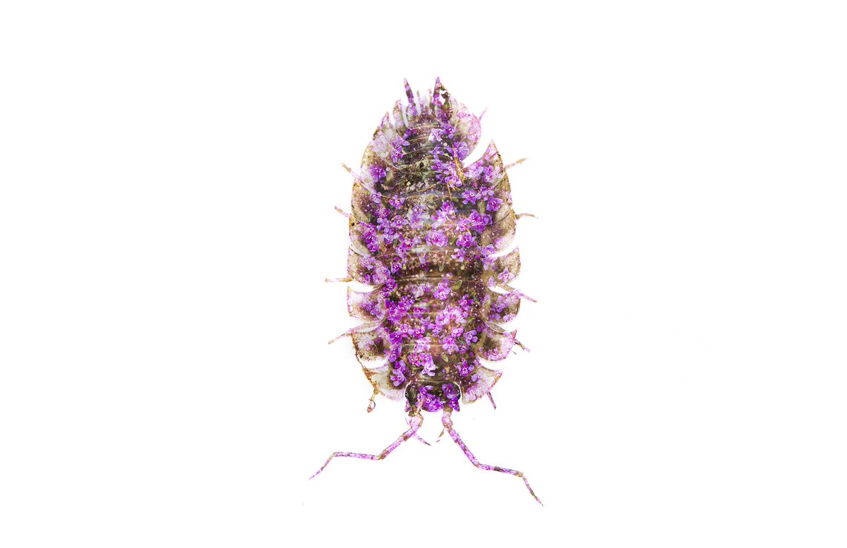 Image 7 from the belle âme series. Woodlouse. Double exposure done in camera. 

#WexMondays #fsprintmonday #macro #entomology #entoart