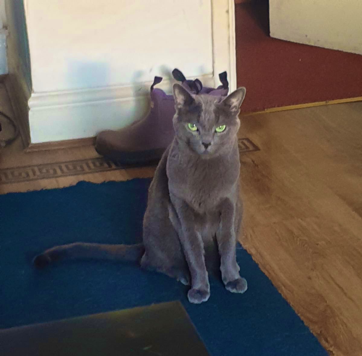 MenaceWizard's tweet photo. If I stare at the one who calls himself Dad long enough, he’ll give me more food, right guys? https://t.co/HZADieXiQ4