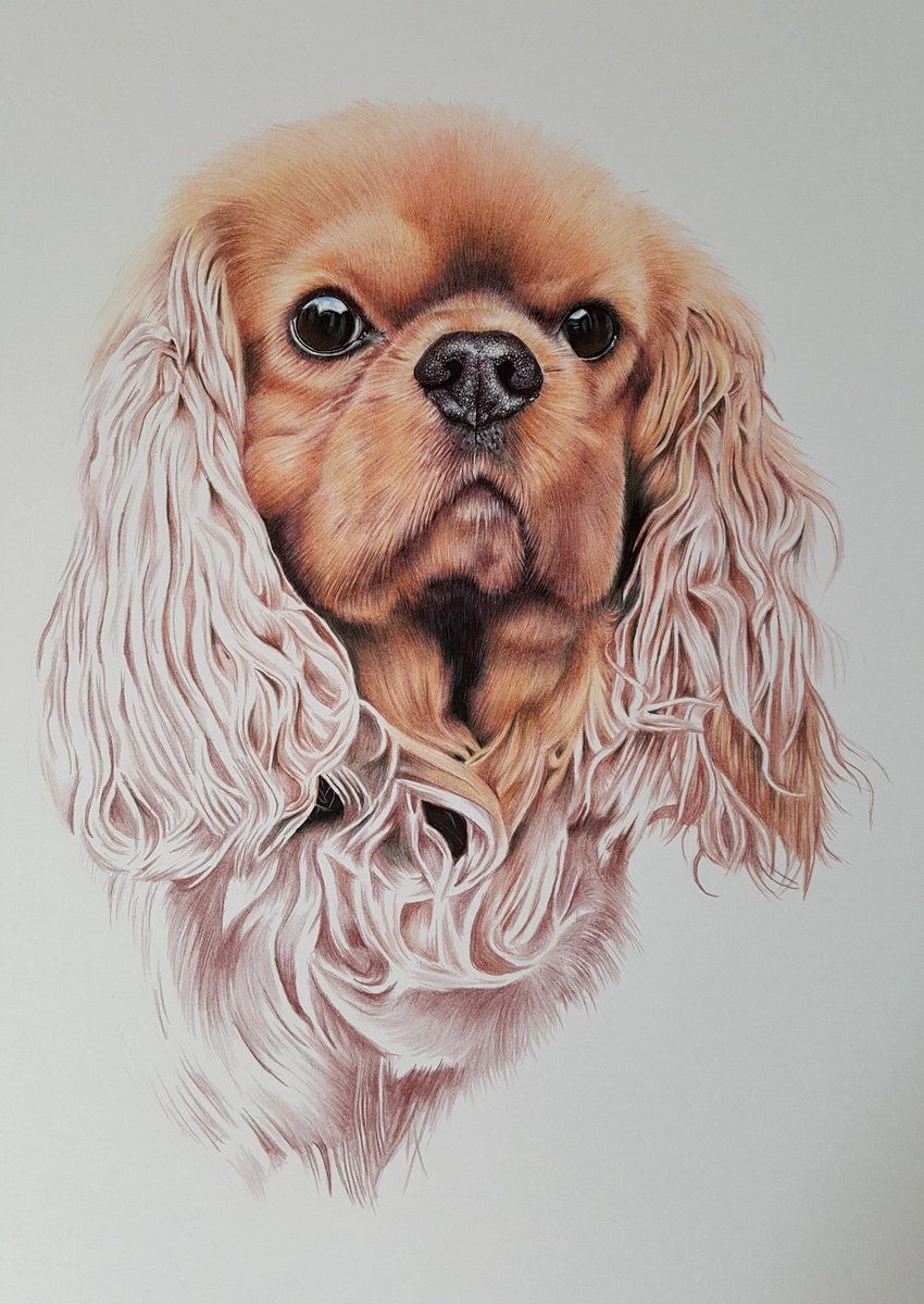 The memory of gorgeous Barney almost complete 😍🌈💕🐶🐾x @Felissahadas @cavalierkingsuk @CavalierKingdom @CavalierKing #petportrait #artist #art #pets #dogs #Commission #colouredpencils