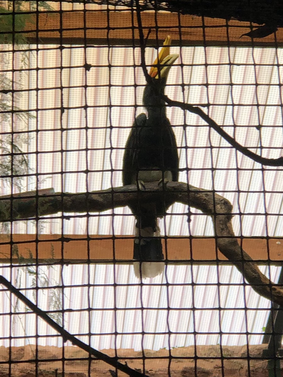 ButtonLane_'s tweet image. #3SP @LearnatCZ making hornbill nests!!