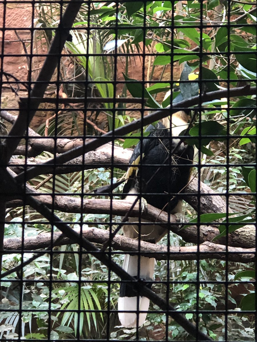 ButtonLane_'s tweet image. #3SP @LearnatCZ making hornbill nests!!