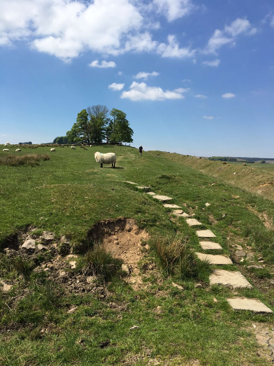 Rosstweed tweet media