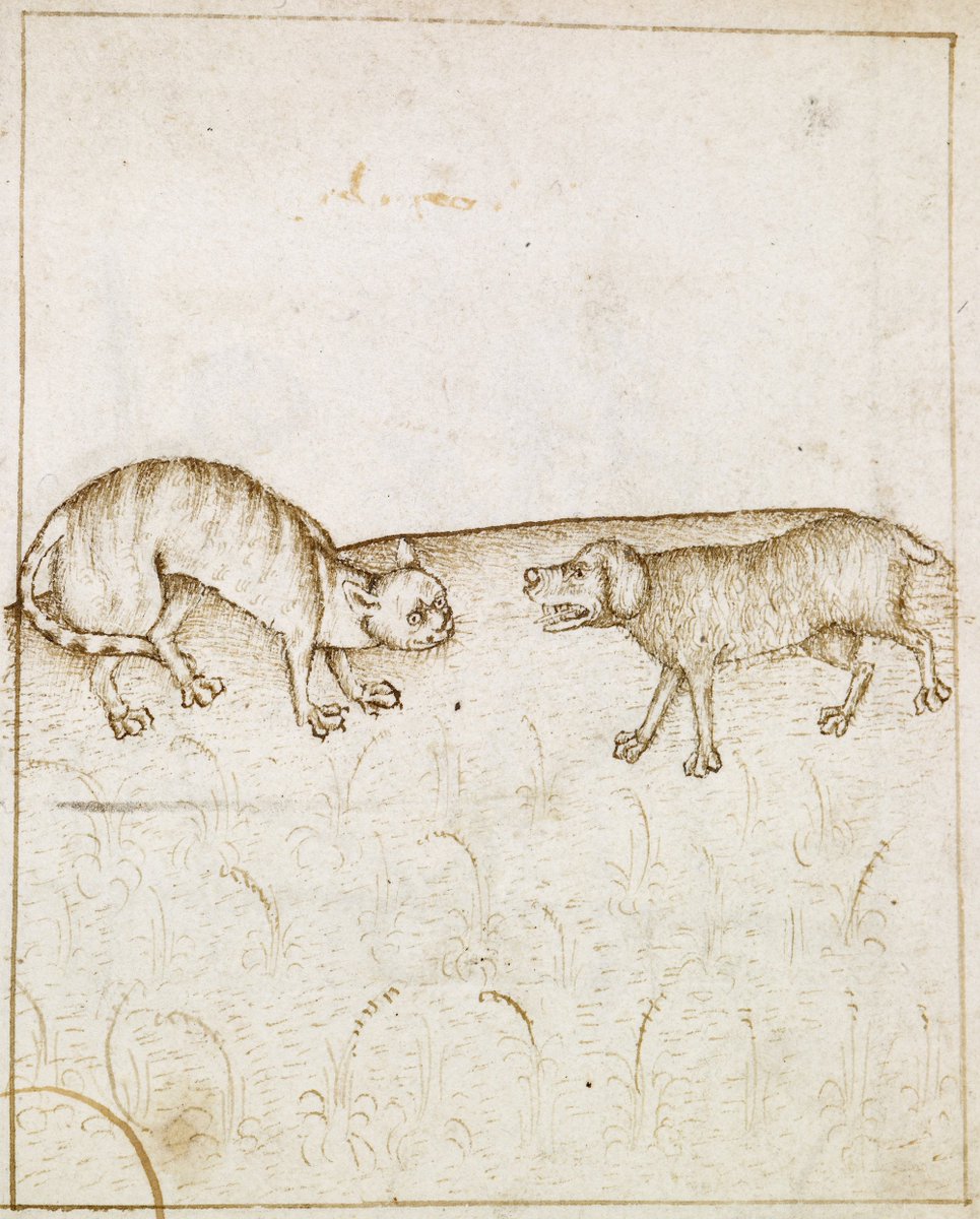 walters_museum's tweet photo. Thanks to @bmoreart1 for the article on our Animal Tales exhibit, on view through Aug. 11. "To traverse these 12 books is an intimate but rewarding journey," says writer Priyanka Kumar. Click to read the full piece: https://t.co/xubYLcZ6ig. Shown: To Agree Like Cat and Dog, 1490. https://t.co/22NymvoNdz