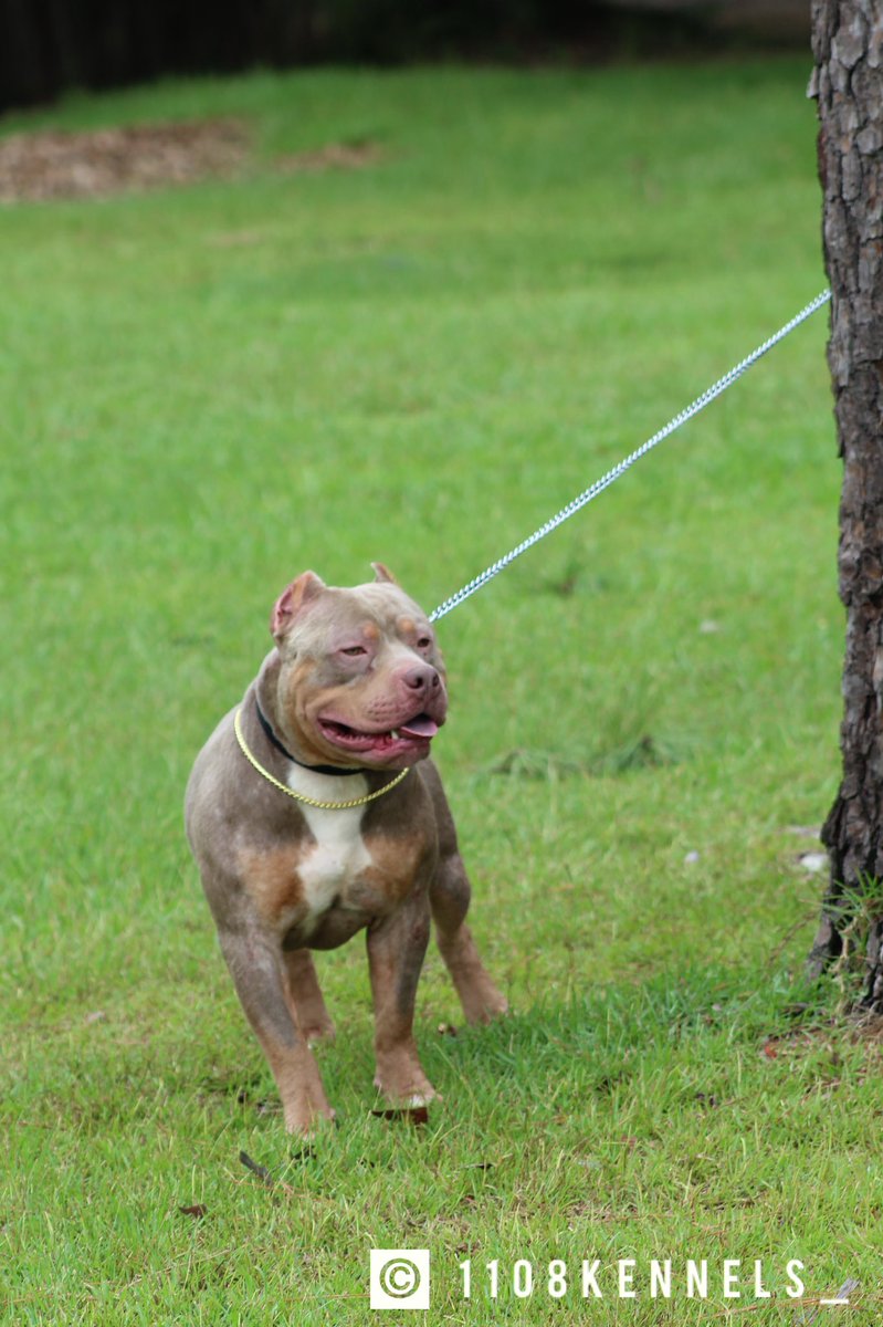 Still just two young bulls! 🐂
•
•
•
•
•
•
#1108kennels_  #tribully #louisianabullies #americanbullystandard #classicbully #bullieslife #standardbully #bullybreed #americanbully