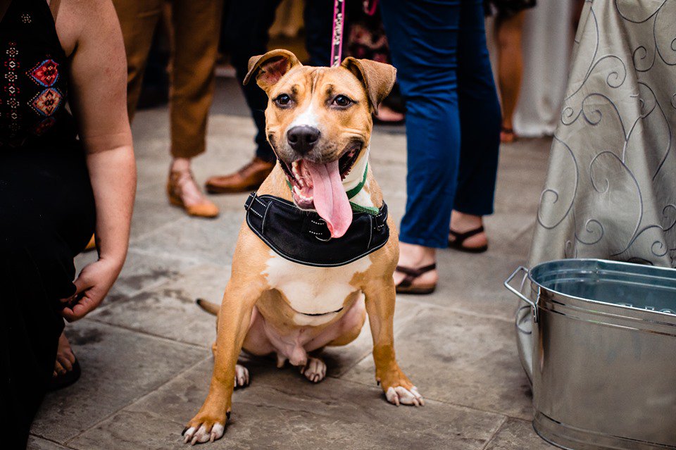 Thank you to <a href="/MorrisAnimal/">Morris Animal Refuge</a> for bringing King to socialize at cocktail hour during our 7/9 meeting to promote adoptable pets and our upcoming 2nd Annual Paws-A-Palooza 11/14 at <a href="/Drexelbrook/">The Drexelbrook</a>  Save the date! Proceeds benefit <a href="/MorrisAnimal/">Morris Animal Refuge</a> +NACE Education Fund nacephilly.com/events/novembe…