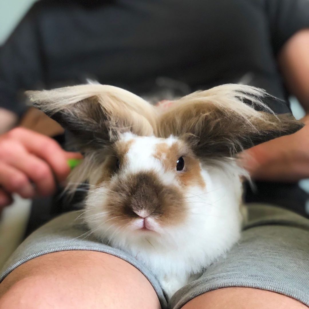 Hooman this hairstyle looks nothing like what I asked for... 🐰💈👀🙈
_________
📦 Join the club at happybunnyclub.com
📷 IG: Alfredbunnyboy
_________
#happybunnyclub #rabbitsubscriptionbox #bunniesworldwide #bunny #bunnysubscriptionbox #rabbit #subscriptionbox #pets #kanin
