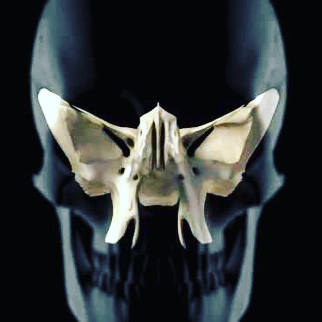 vcalderonosteo's tweet photo. Hueso esfenoides.
#andrewtaylorstill #huesoesfenoides #esfenoides #fisioterapia #murciaosteópata #osteópata #osteópatas #osteópatamurcia #osteopath #osteopathe #osteopathic #osteopatíaespaña #osteopathy #osteopati #osteopatía #PonUnOsteópataEnTuVida #sphenoidbone #violafrymann https://t.co/SntVidzjr9