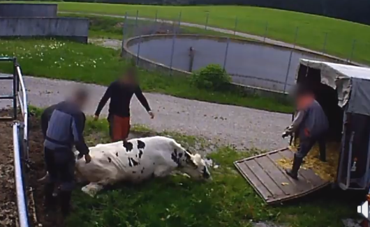 Hidden cameras from the German animal rights organisation SOKO Tierschutz recorded the neglect and mistreatment of #dairy #cows on the largest dairy farm in Bavaria. The purchase of the #cheese equals complicity in their suffering. youtube.com/watch?v=ytGhcM…