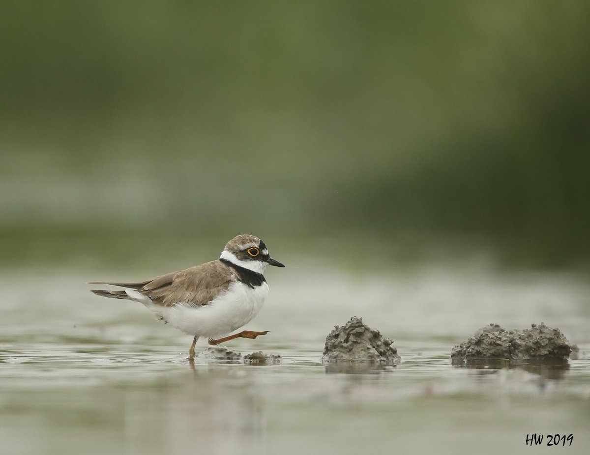 Een opstapje of op stap van de bontbekplevier. #bontbekplevier.