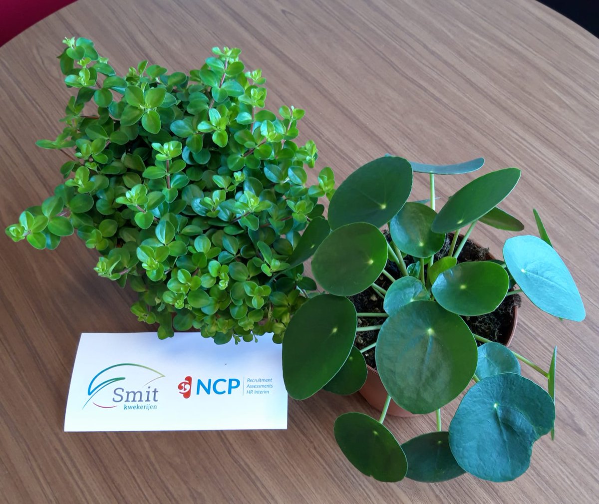 Als een klant zegt dat ze gebruik maken van onze HRM diensten van @NCPGroep omdat ze kunnen lezen en schrijven met onze medewerkers die elke vraag op maat aanbieden, dan ben ik #trots #smitkwekerij