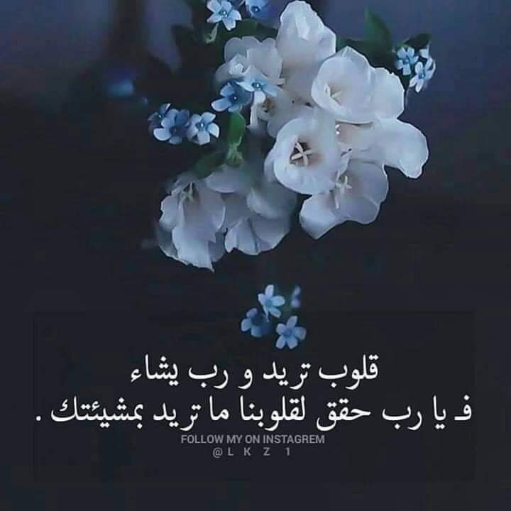 #عراقي_ولوكا_واينو_والفولو