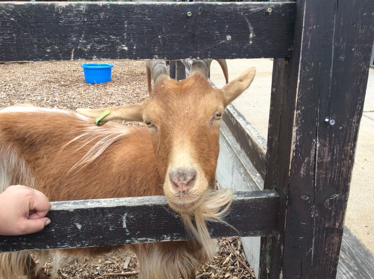 downsviewcroyy1's tweet photo. ...then to the farm where we fed, stroked and learned lots about the animals, thks to Louis at Capel Manor Farm in Crystal Palace Park #dvps https://t.co/2hoDMocvN8
