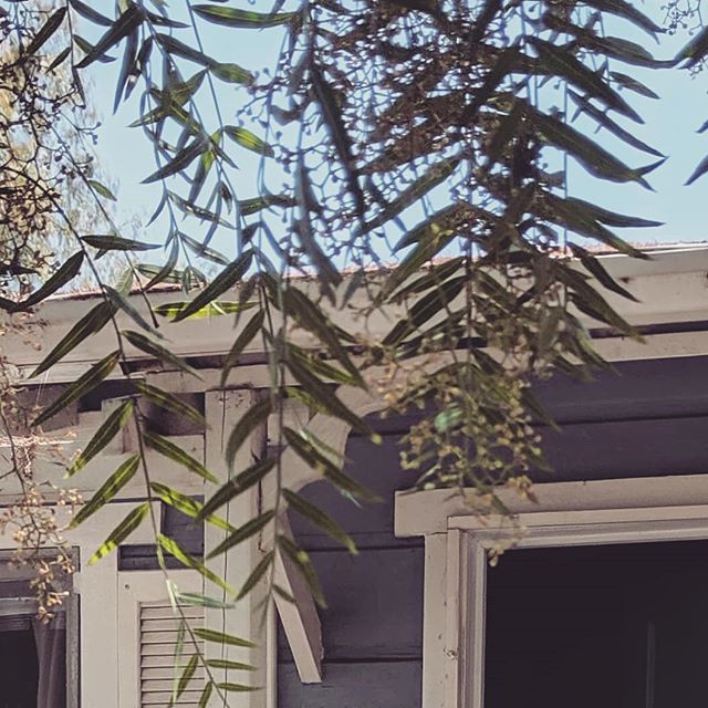 GrphxArtist420's tweet photo. S h a d e d
.
.
.
.
.
#shadywillows #coolbreeze #summerheatwhathappened #indiansummer #bouttohappen #chillin #myblock https://t.co/nVty1b7P1t https://t.co/3eAljAAOSt