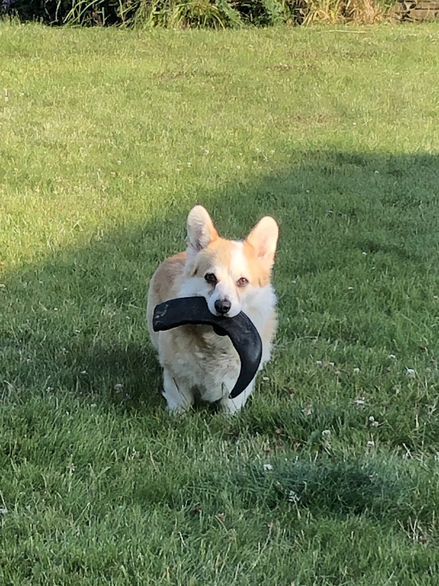 CorgiDyllan's tweet image. I know it looks like a giant moustache, but no... it’s my new fave chomping-fodder!