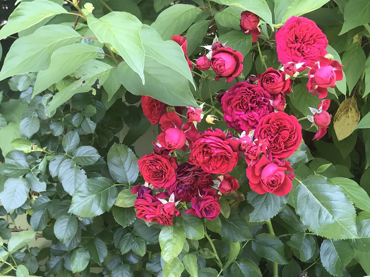 Kerry Stratton tweet media