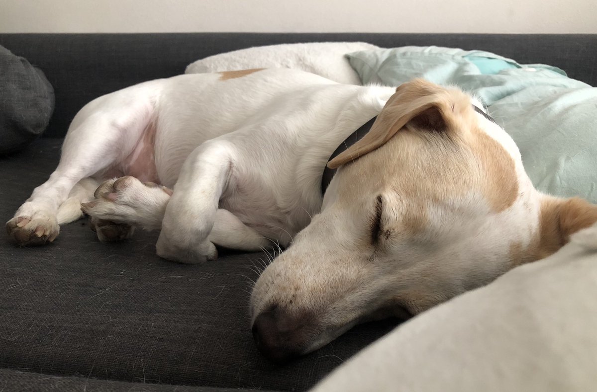 tliou's tweet photo. Why can’t I look this cute when I sleep?

Note: Bacon’s crossed arms!!! 🥓 https://t.co/NwruDuGQLK