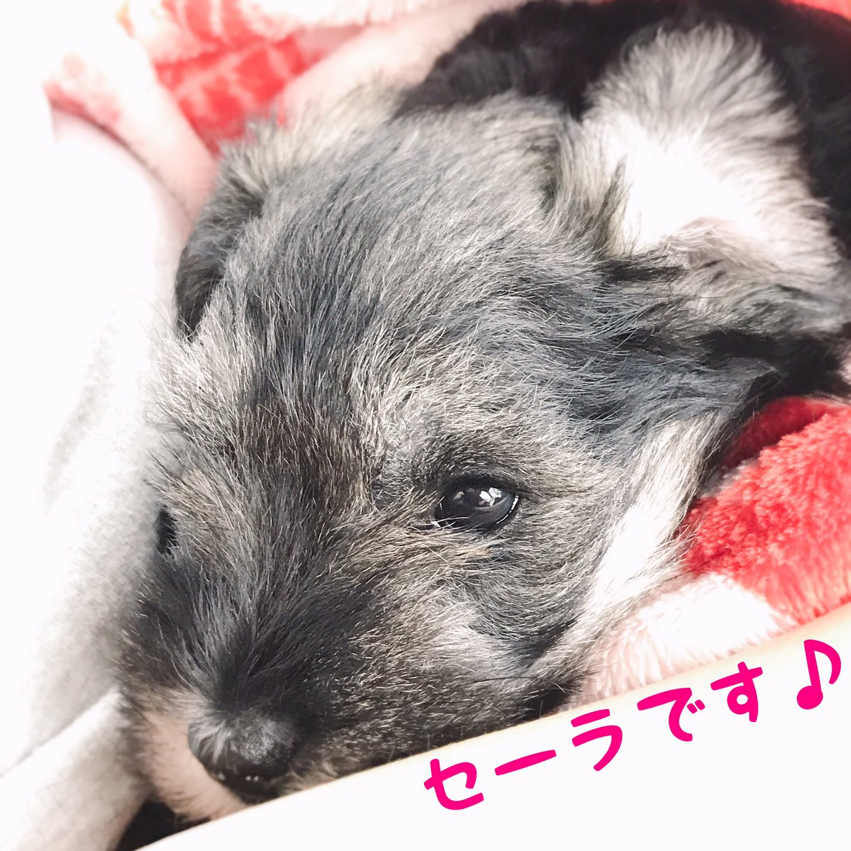 Selena_0610's tweet photo. セレナ嬢がママになりました❣️
娘のセーラを残す事に🥰
皆さんよろしくお願いします🐶🐾 https://t.co/vvuRrWSOwg