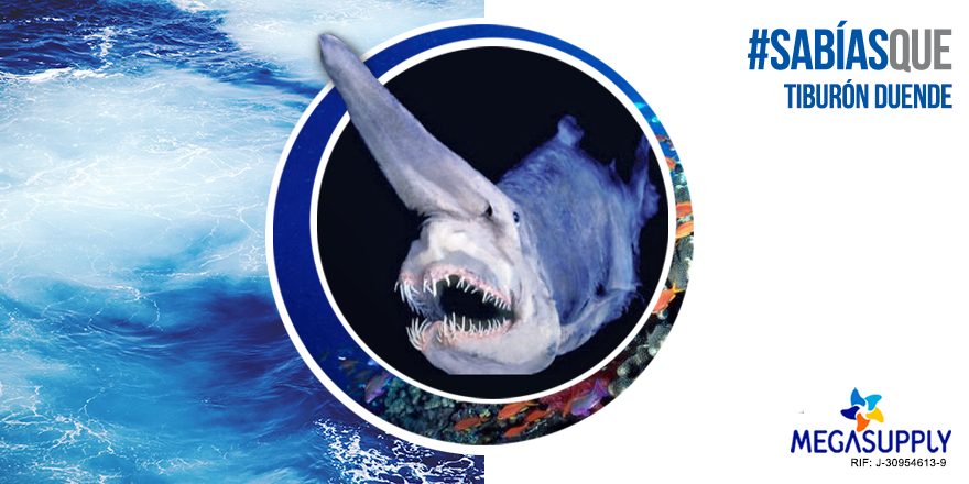 MegasupplyES's tweet photo. ¿#SabíasQue entre las especies de tiburones está el tiburón duende? Lamentamos que su nombre no sea por el tamaño, sino por su horrorosa apariencia. Tiene una mandíbula larga y dientes muy afilados que puede proyectar hacia adelante para atrapar a su presa. #MegaSupply https://t.co/jojLwv7oEi